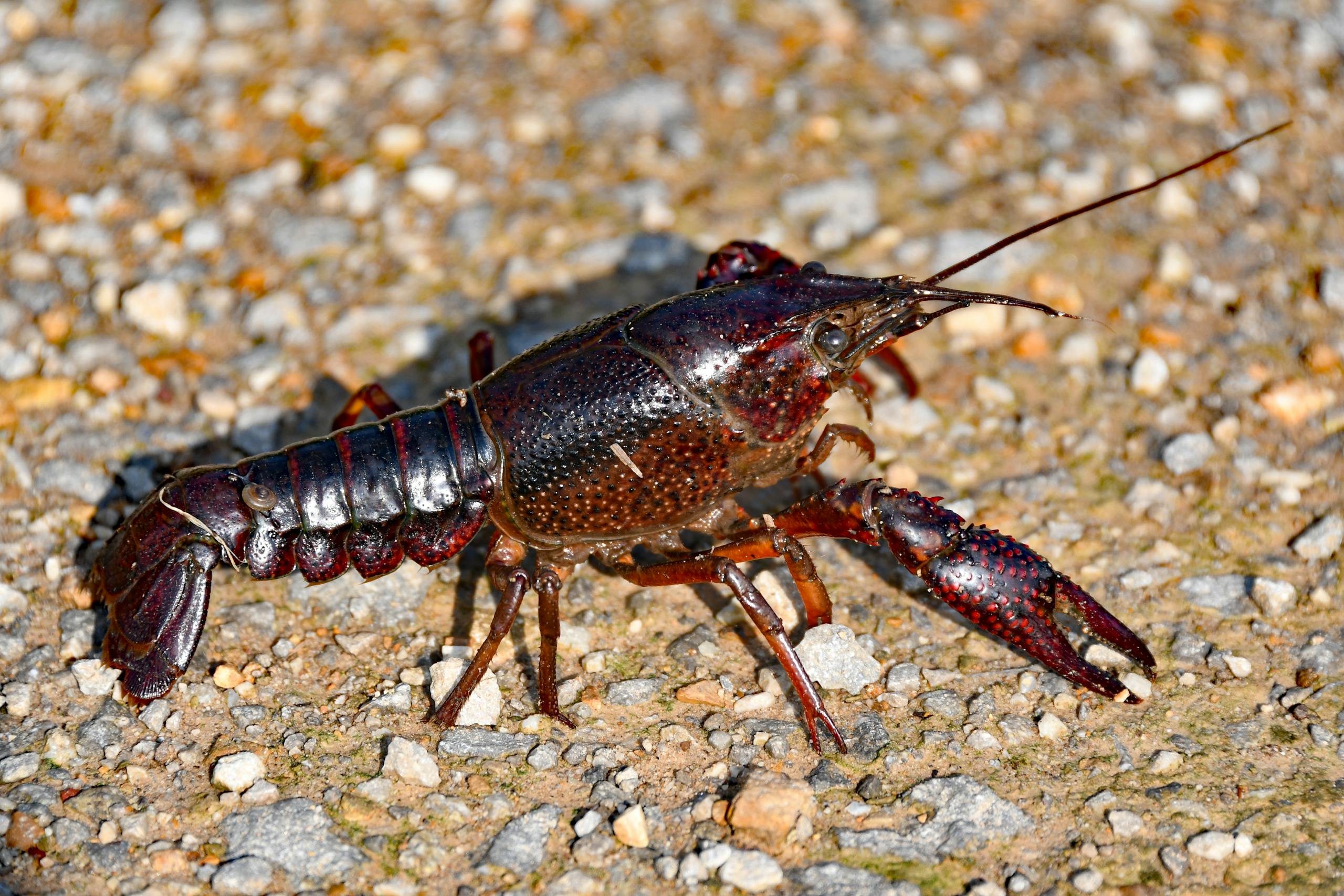 Close-up of Lobster Crawling on Ground