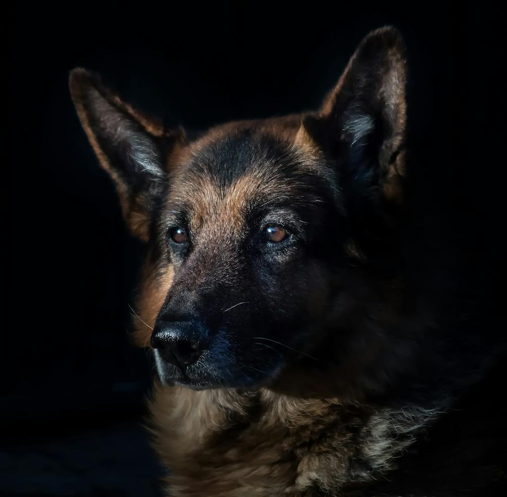 Close-up of a German Shepherd dog in dramatic lighting, highlighting its features.