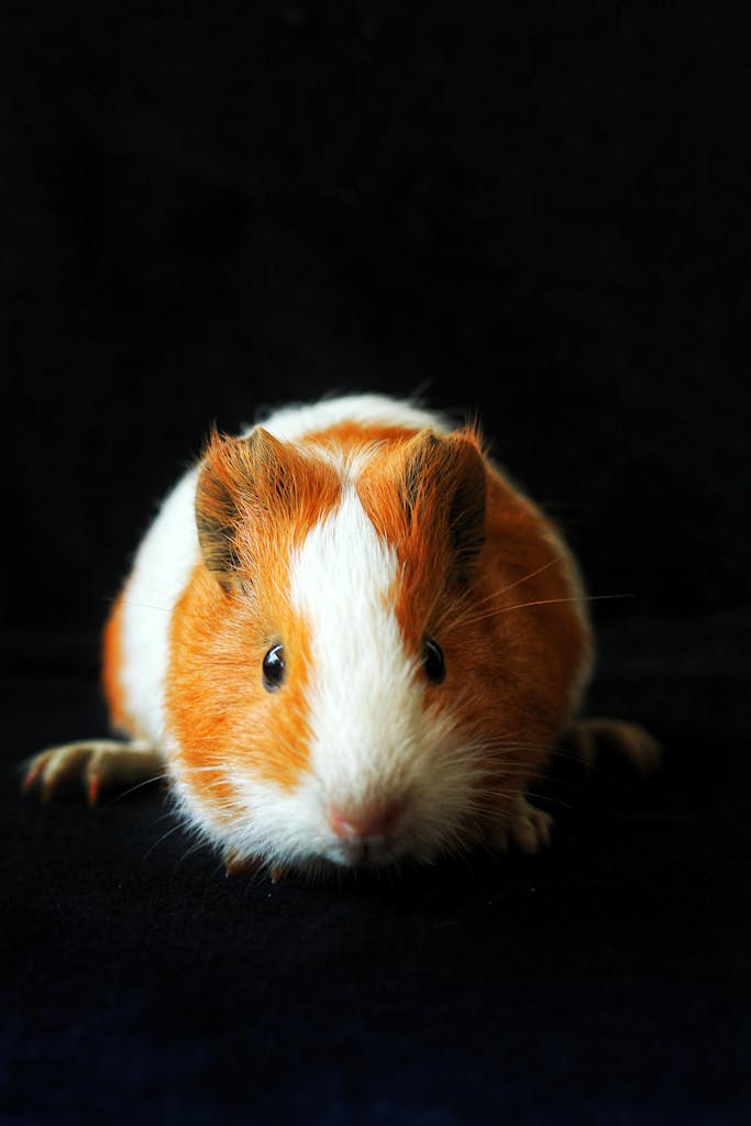 Close-up shot of a cute guinea pig with orange and white fur on a dark backdrop.