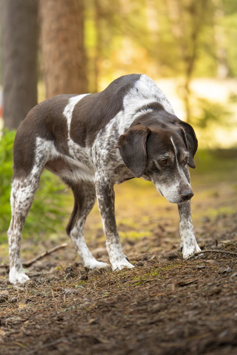 Training gegen den Jagdinstinkt