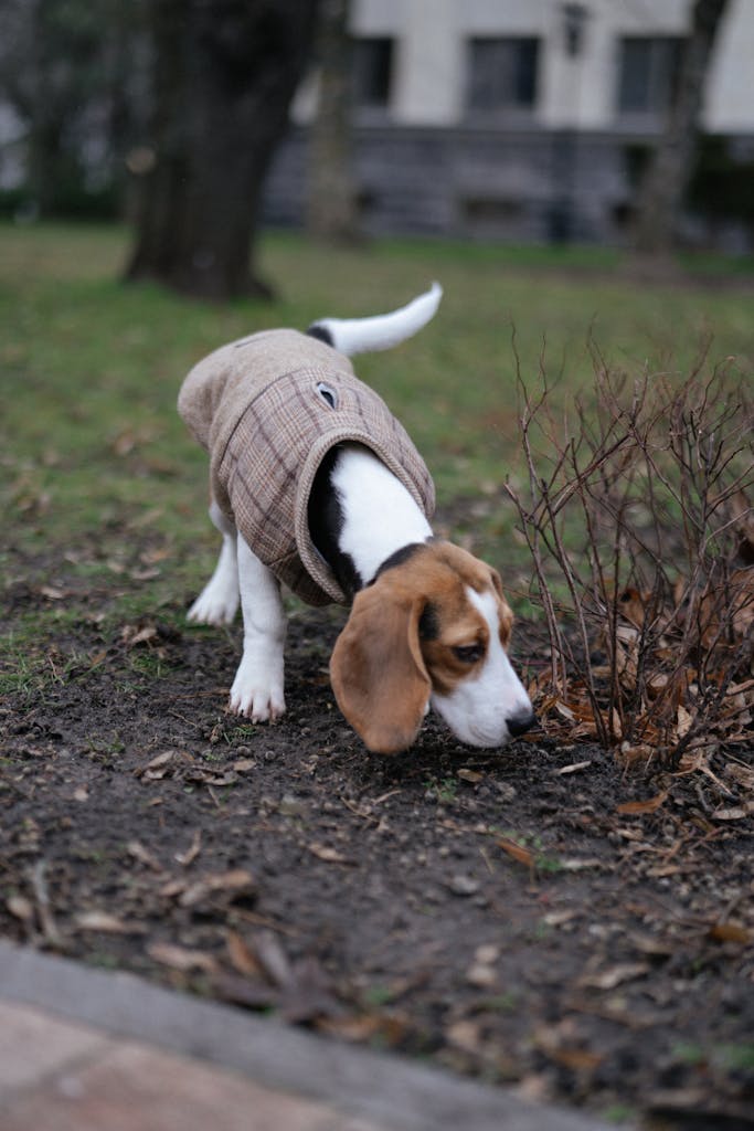 A beagle in a coat sniffing around bushes in a park during autumn.