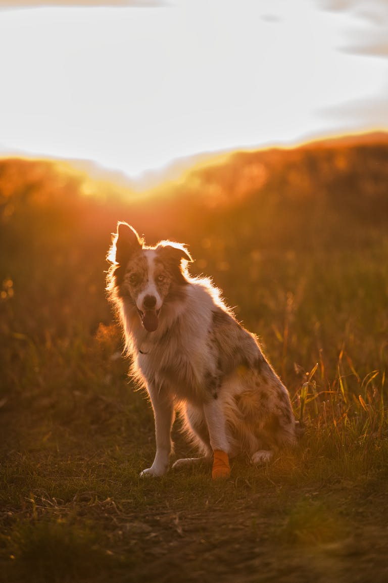 A beautiful Border Collie sits in a meadow at sunset in Slovakia, exuding warmth and serenity.