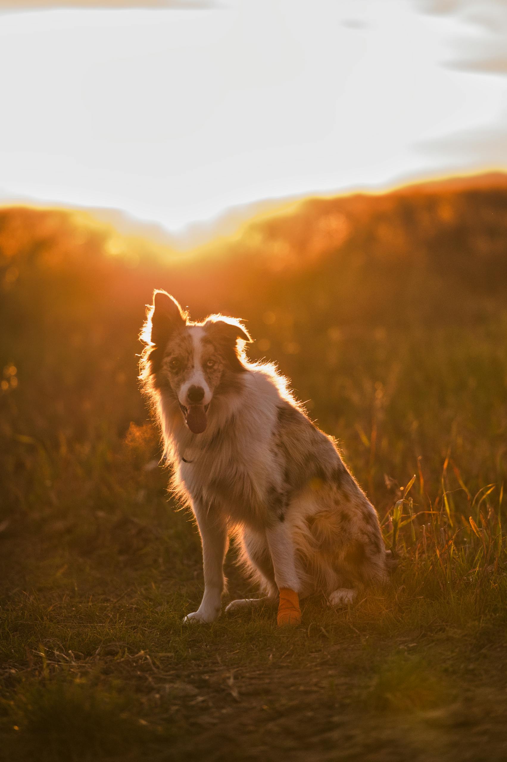A beautiful Border Collie sits in a meadow at sunset in Slovakia, exuding warmth and serenity.