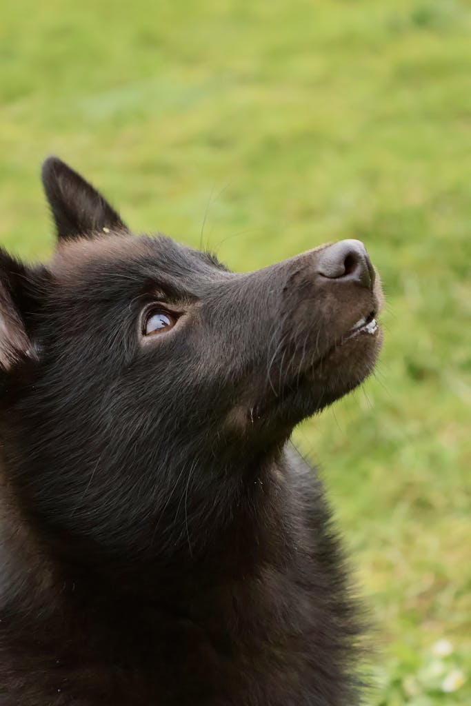 A black dog gazes upward with a grassy background, showcasing its shiny coat and bright eyes.