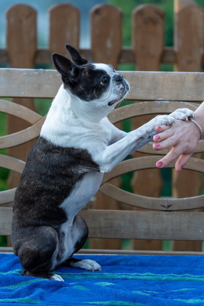 A Boston Terrier dog shakes hands with a person outdoors, portraying friendship and loyalty.
