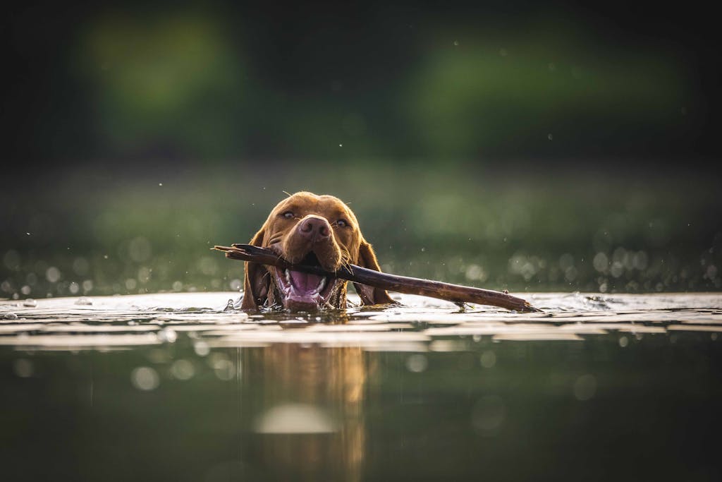 A brown dog joyfully swims in a lake fetching a stick on a sunny day.