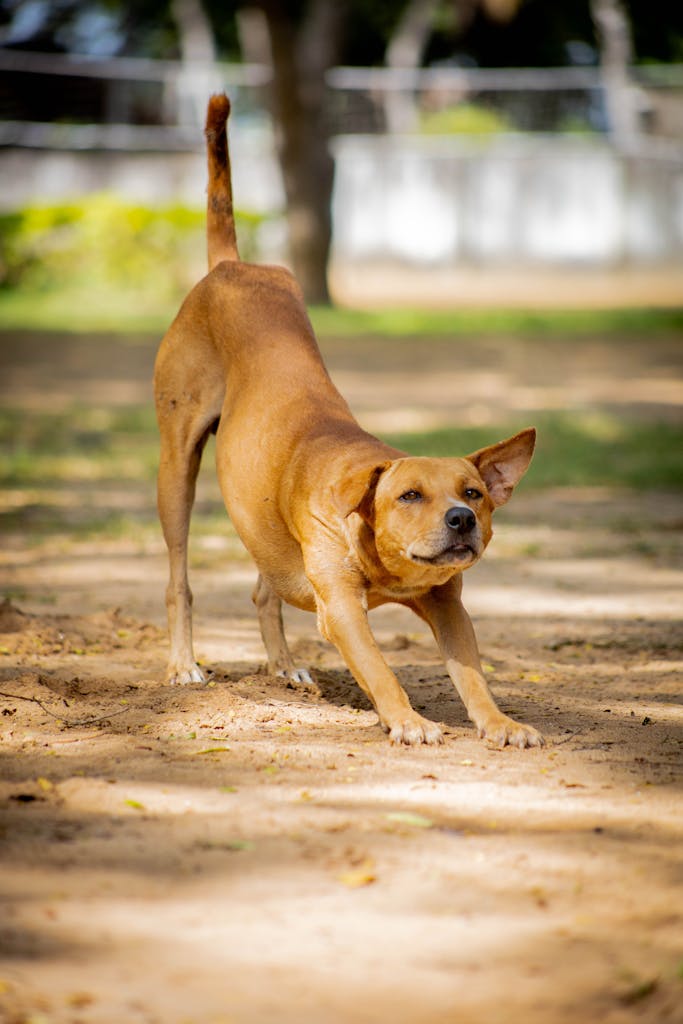 A brown dog stretching in a sunny park, capturing a moment of playfulness and relaxation.