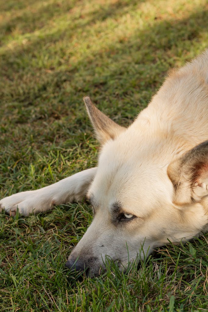 A calm dog resting on grass, enjoying the warm sunlight in a serene garden setting.