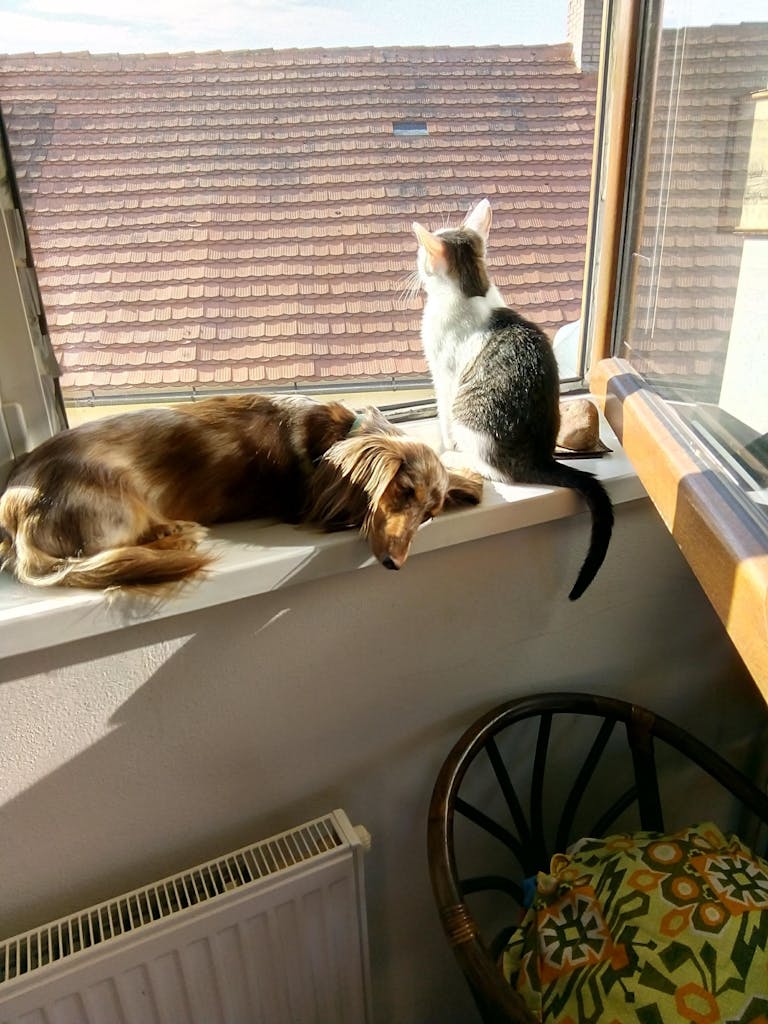 A cat and a dog bask in the sunlight by a window, showcasing harmonious domestic life.