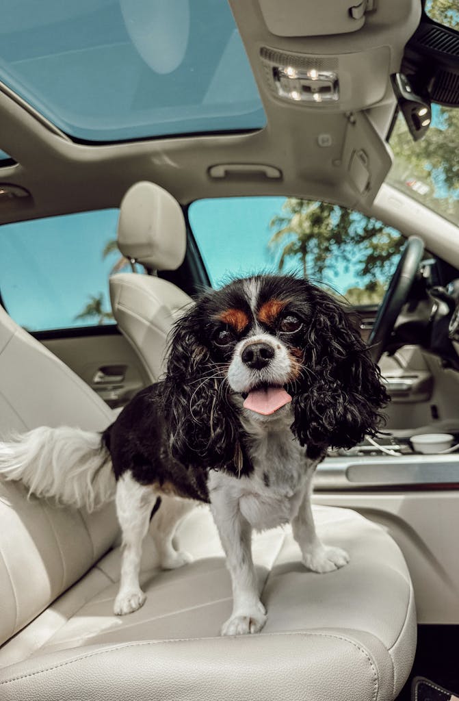 A Cavalier King Charles Spaniel enjoys a sunny day in a car seat, looking out.