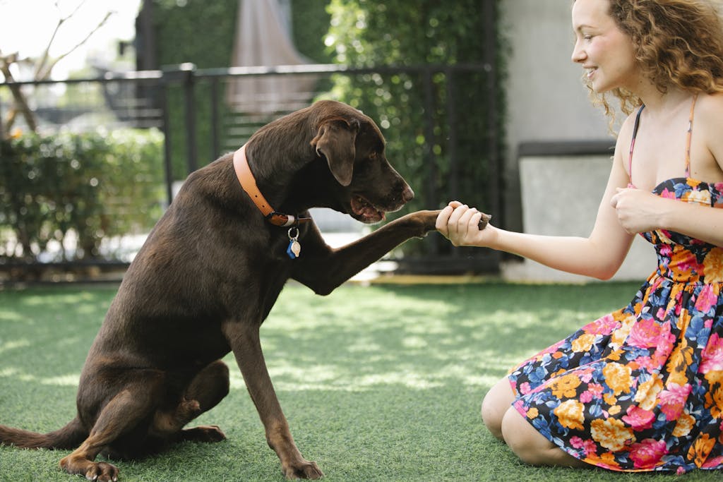 A cheerful woman in a floral dress interacting with her friendly chocolate labrador on a sunny lawn.