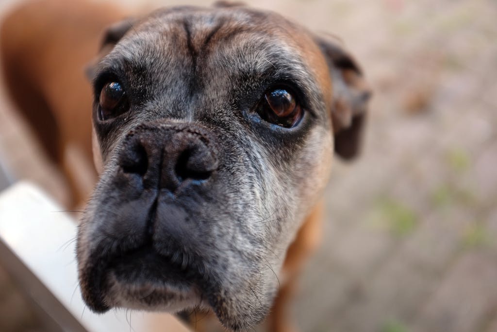A close-up of a curious boxer dog with soulful eyes capturing its playful personality.