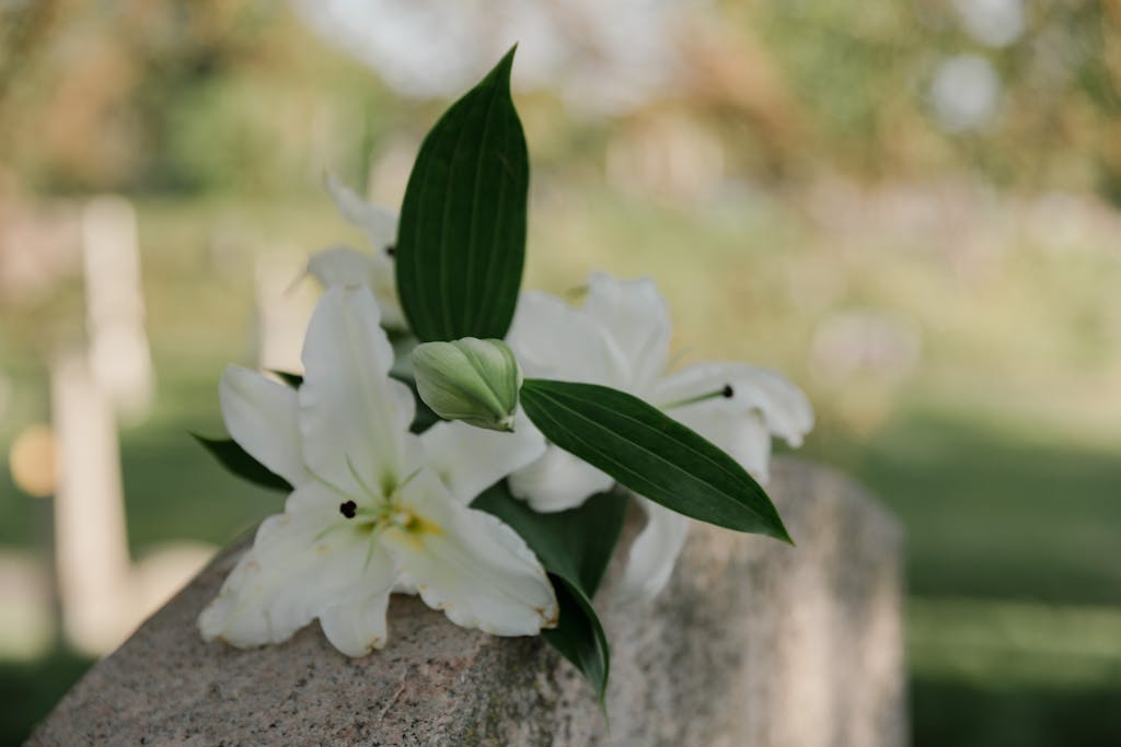 A close-up of white lilies resting on a tombstone in a quiet, sunlit cemetery.