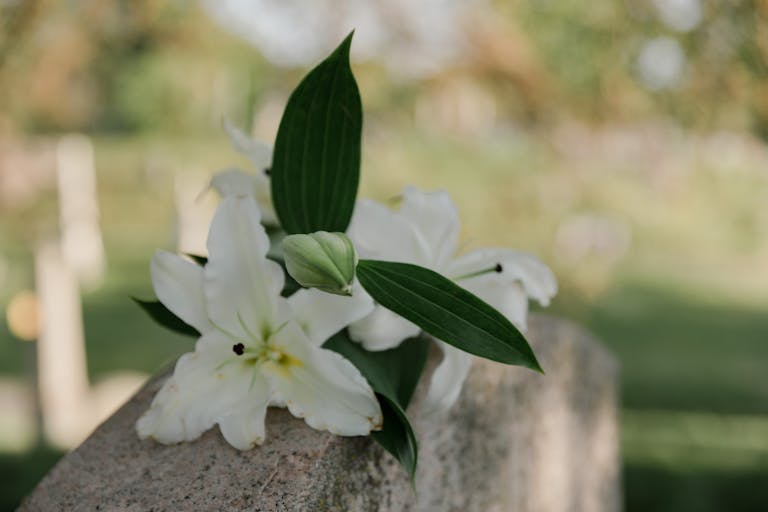 A close-up of white lilies resting on a tombstone in a quiet, sunlit cemetery.