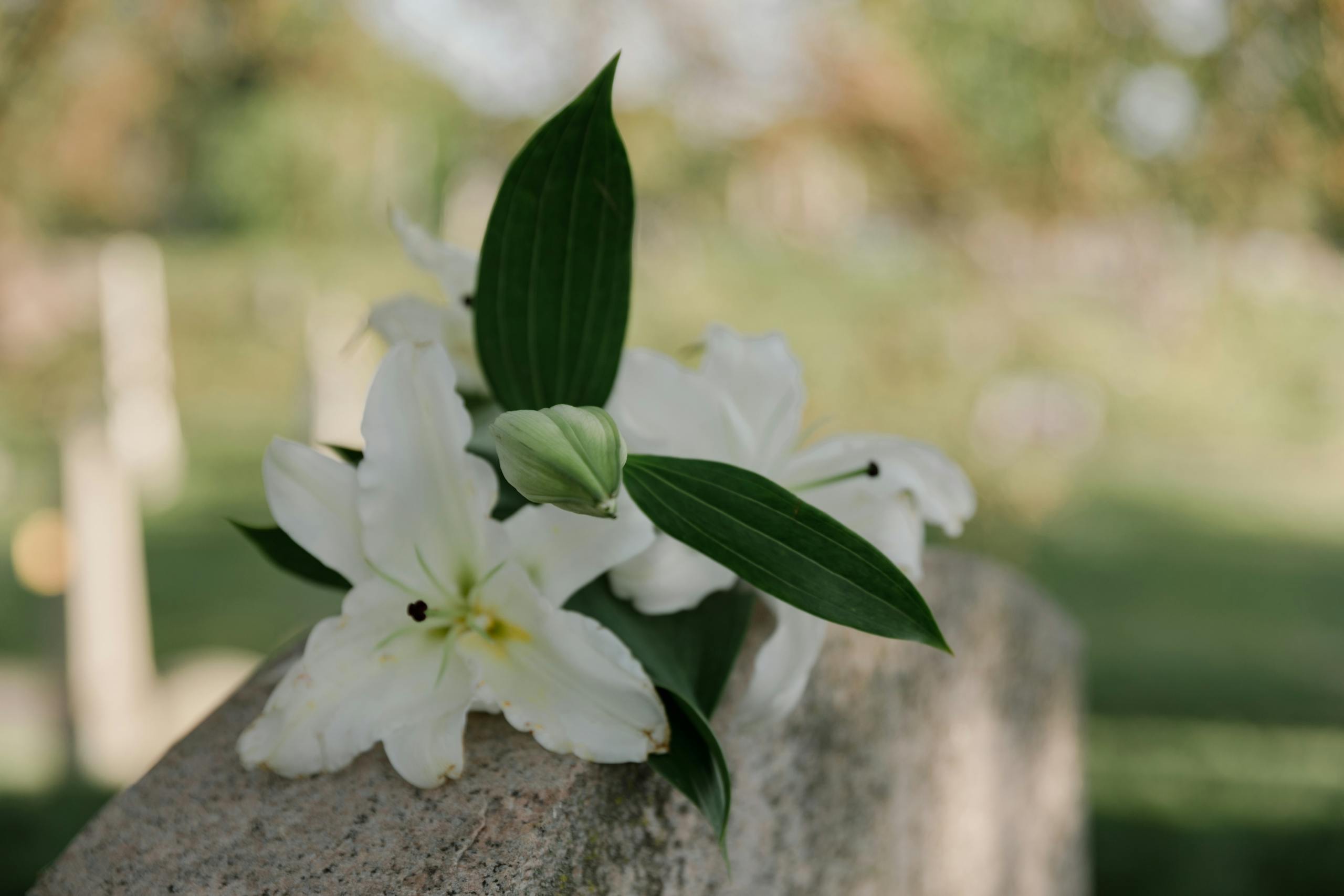 A close-up of white lilies resting on a tombstone in a quiet, sunlit cemetery.