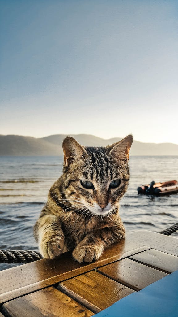 A curious tabby cat poses by a tranquil lake with mountains in the background.