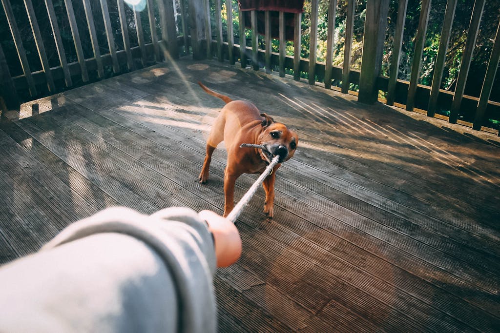A cute brown dog playfully tugs on a rope outdoors with its owner on a sunny day.
