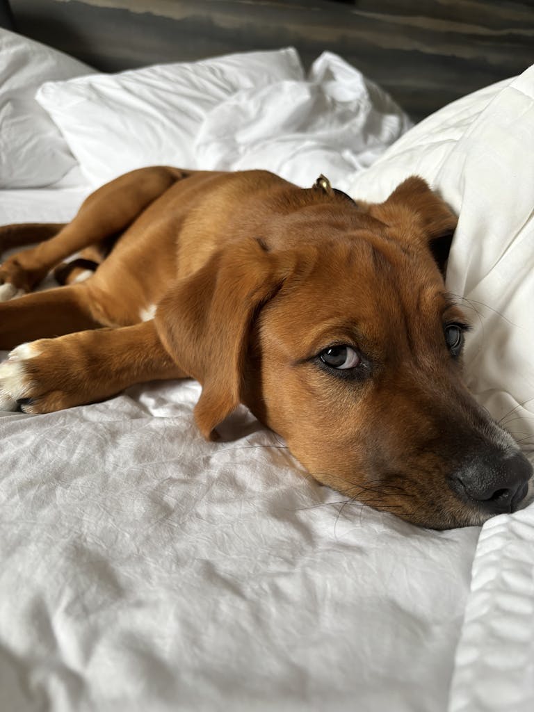 A cute brown puppy lounging on a white bed, embodying relaxation and comfort.