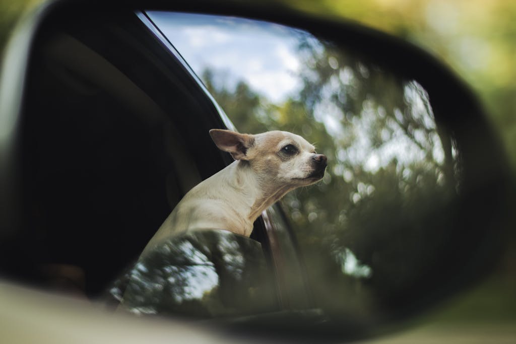 A cute Chihuahua peeks out a car window, captured in a car mirror reflection.