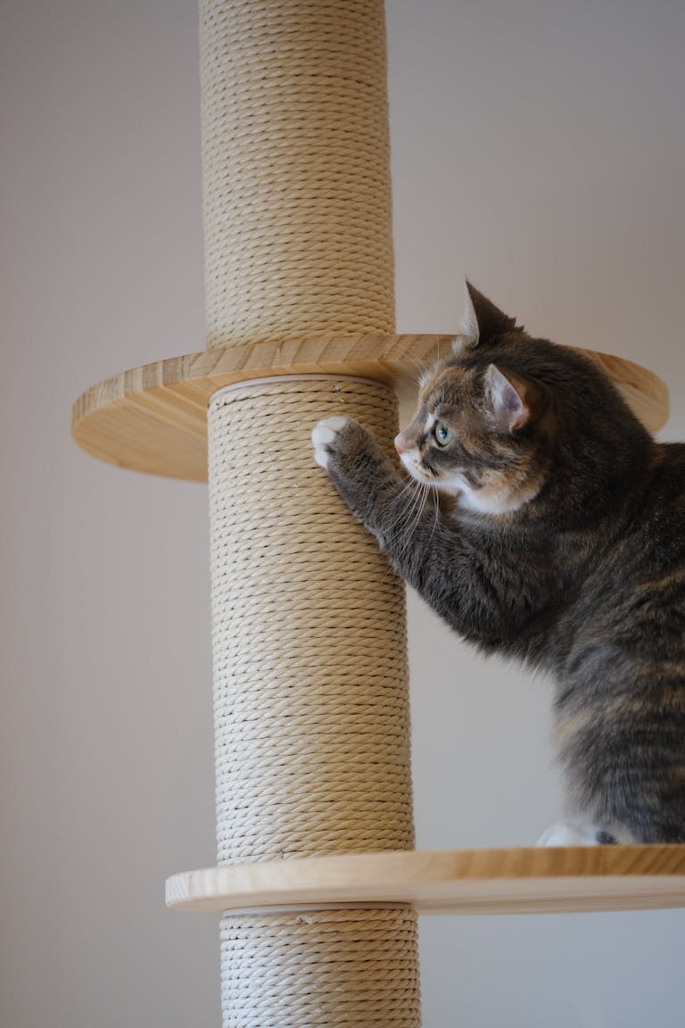 A cute tabby cat scratches on a sturdy cat tree indoors.