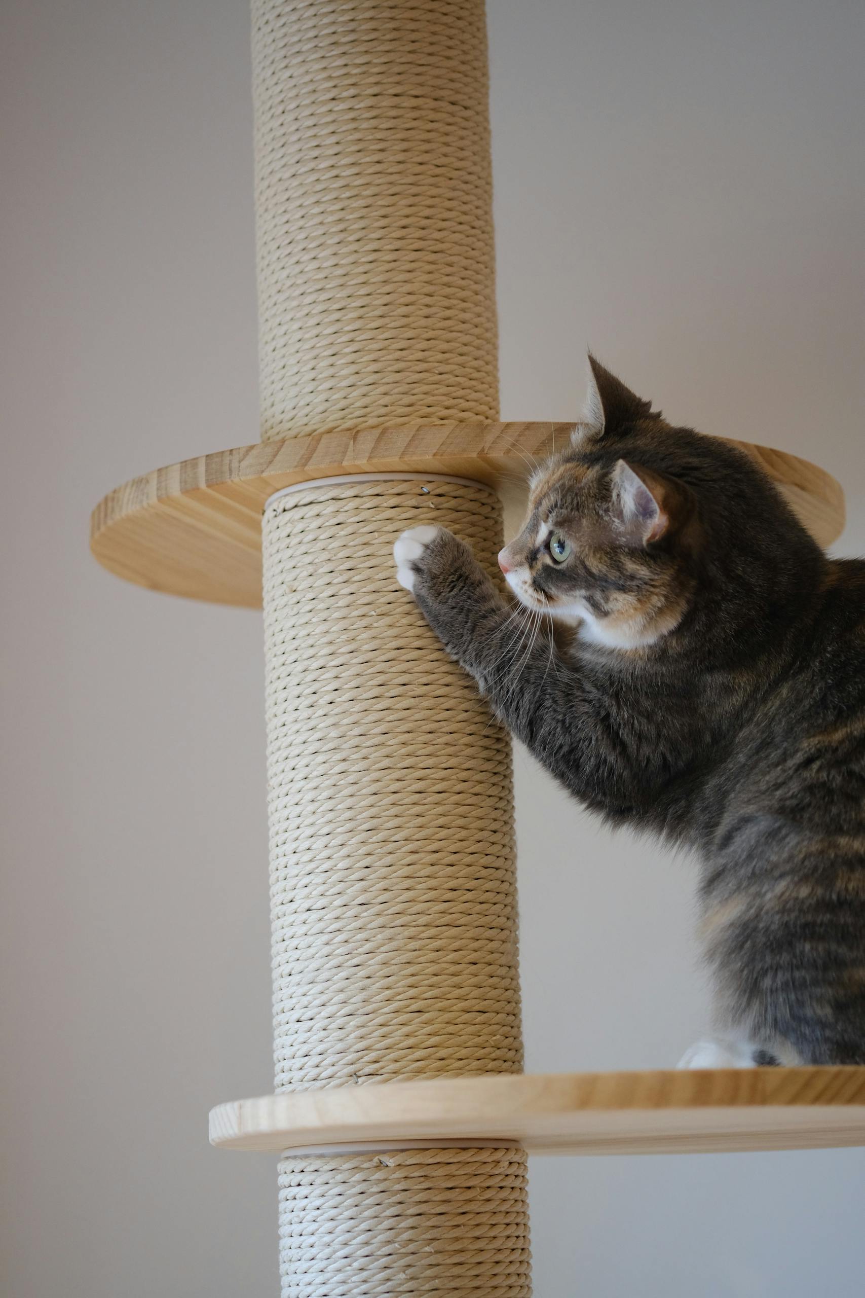 A cute tabby cat scratches on a sturdy cat tree indoors.