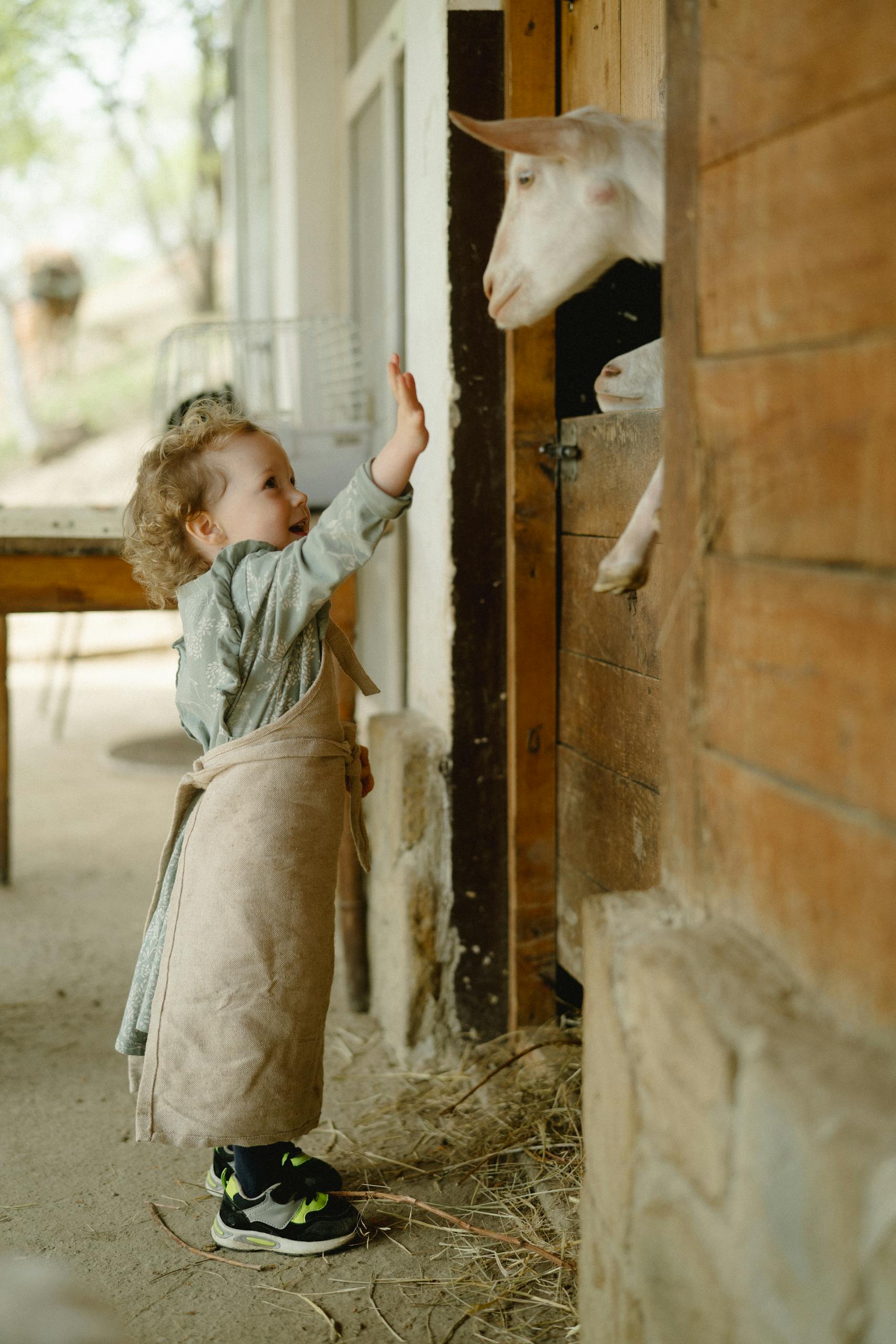 A delightful scene of a child interacting with a goat in a barn, capturing farm life joy.