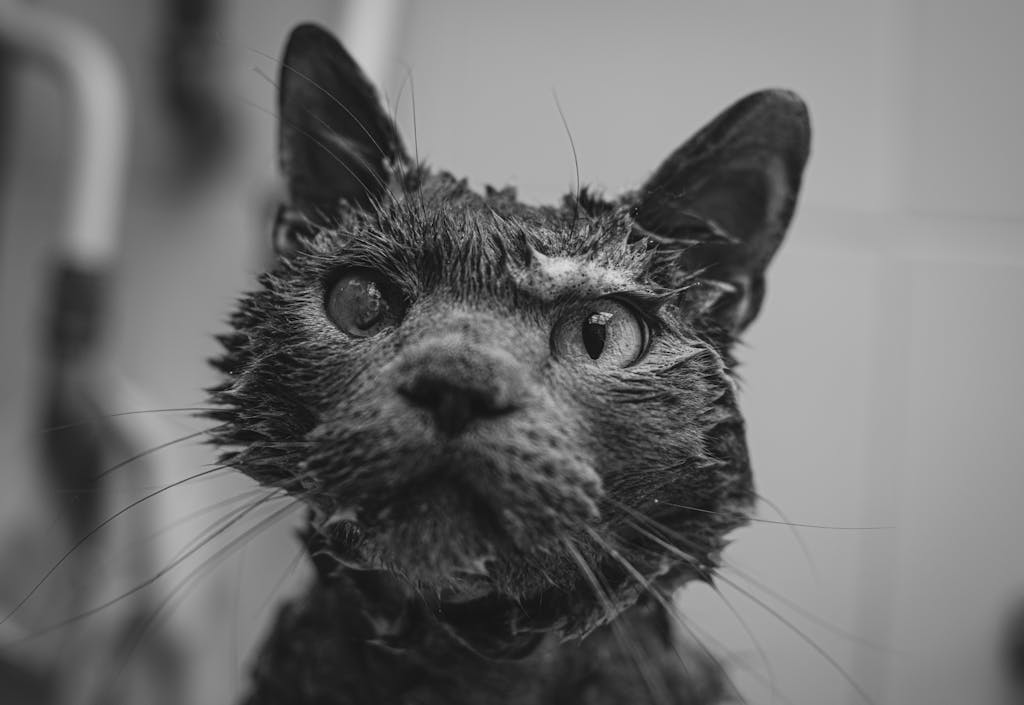A detailed black and white portrait of a wet cat, capturing its whiskers.