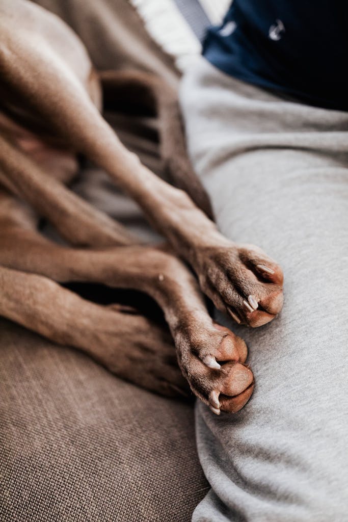 A detailed view of a dog's paws as it relaxes on a comfortable sofa.