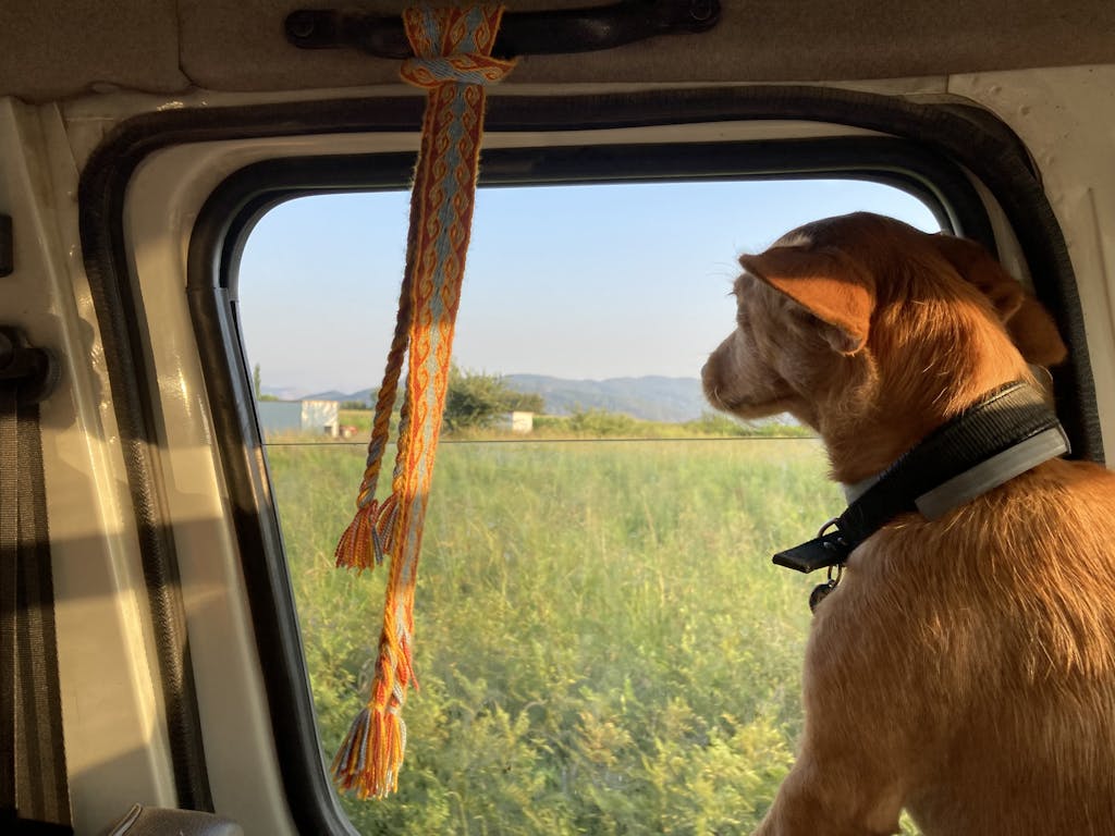 A dog in a car looking out of the window at a field, enjoying a sunny day.