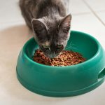 Katzen Trockenfutter