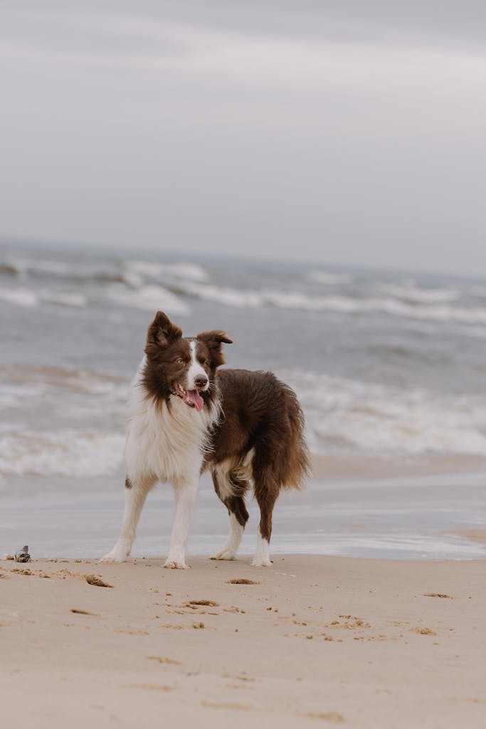 A happy Border Collie plays on the sandy beach with waves crashing behind.