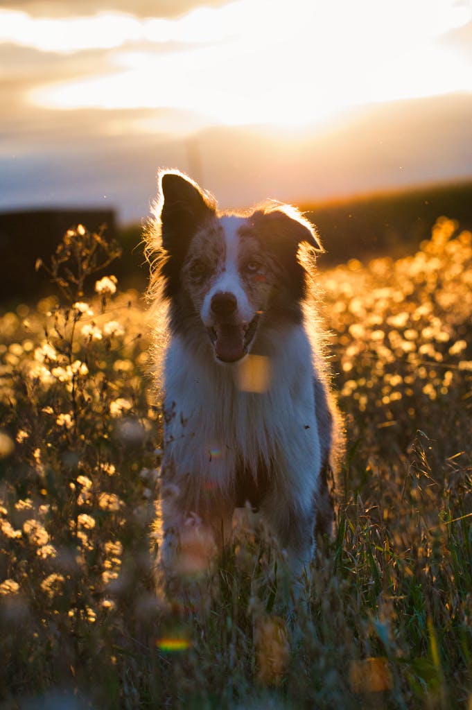 A joyful border collie playing in a sunlit meadow during sunset.