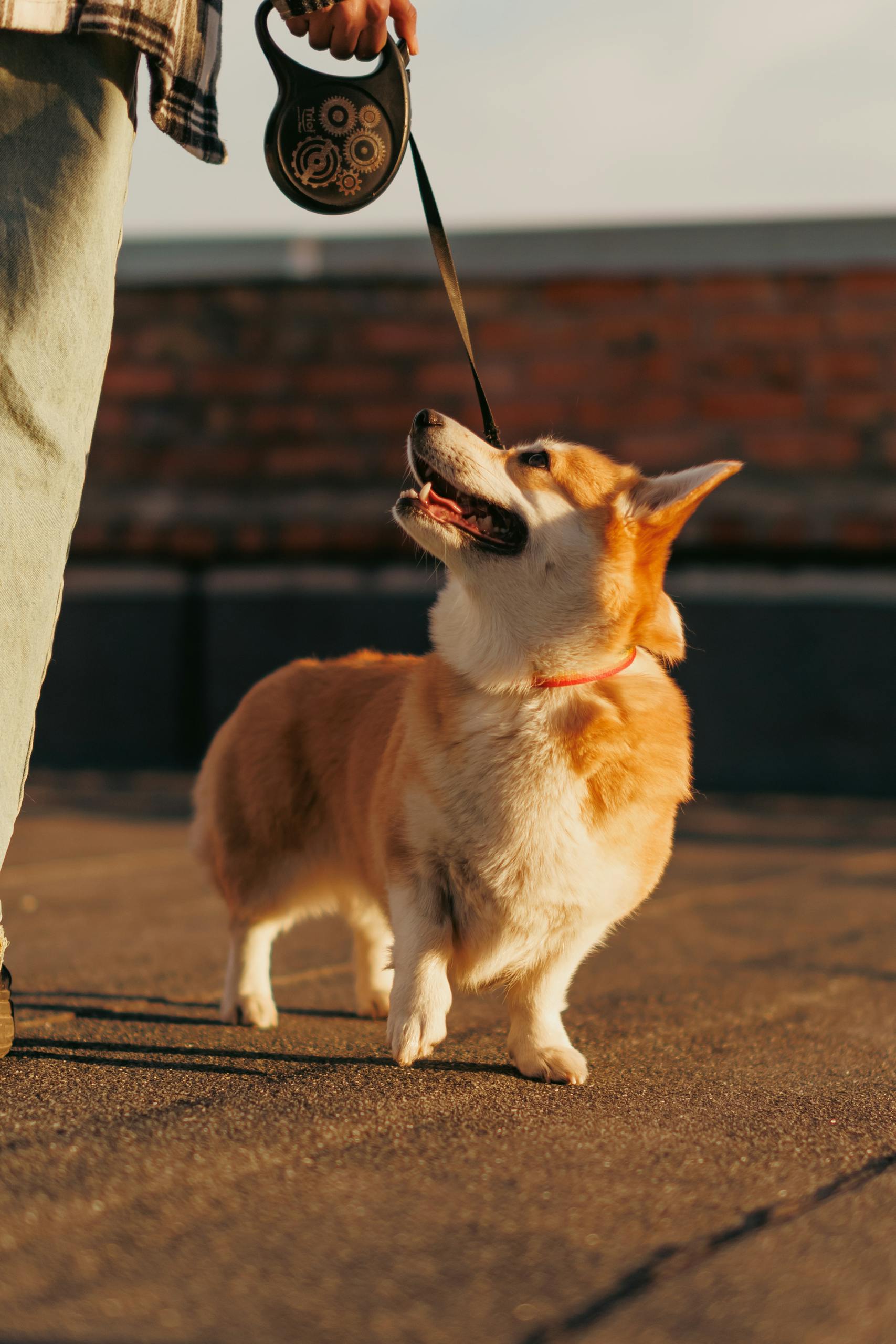 A joyful Corgi on a leash enjoys a sunny outdoor walk, looking up at the owner.