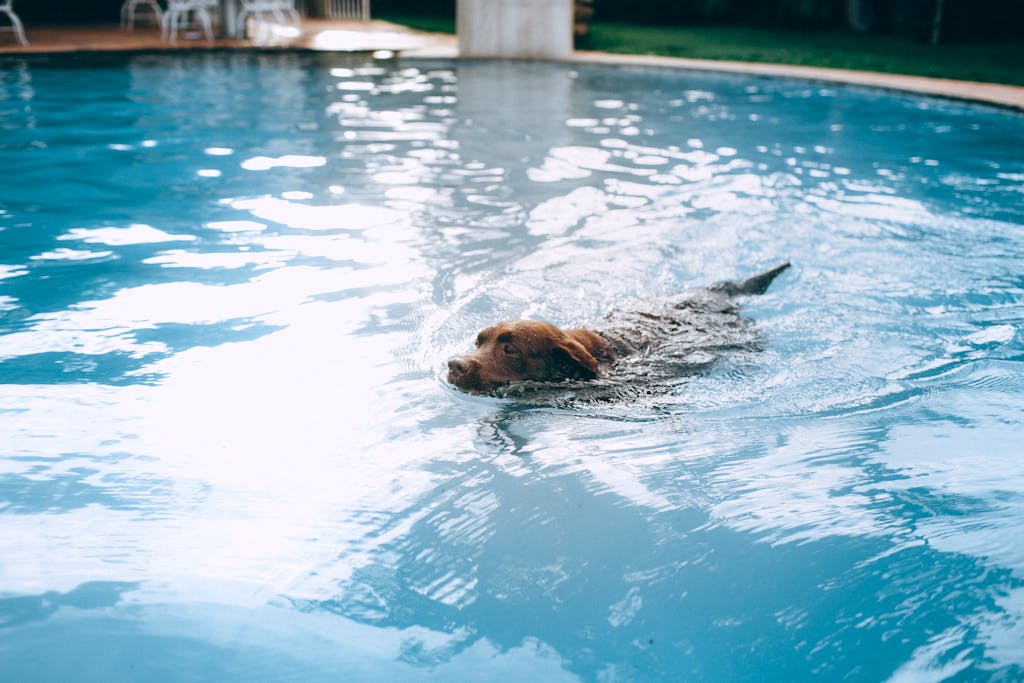 A Labrador retriever enjoying a swim in a clear blue swimming pool on a sunny day.