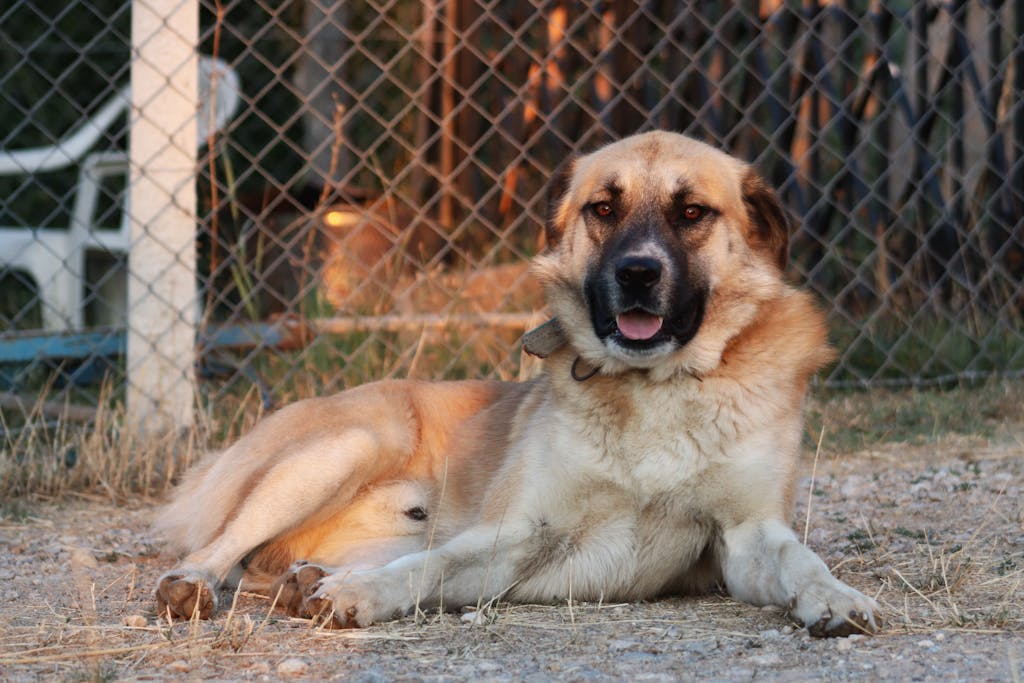 A large brown dog relaxing near a chain-link fence with evening sunlight.