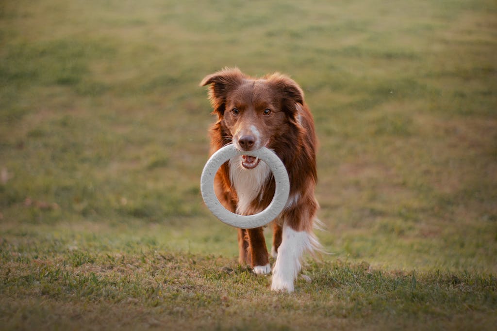 A lively Border Collie running with a toy in a grassy field, showcasing agility and playfulness.