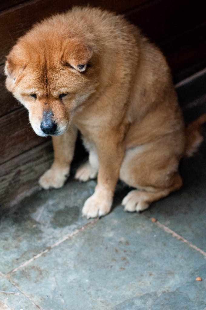 A lonely rescued dog is sitting on a stone floor, reflecting self-discomfort and vulnerability.