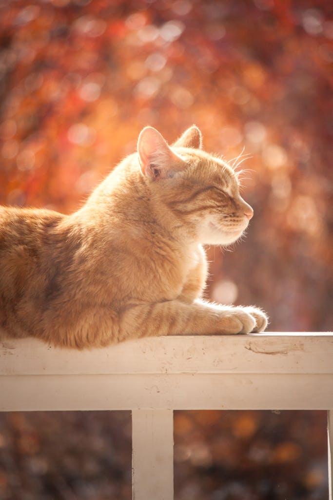 A peaceful tabby cat basks in the warm sunlight on a porch with autumn leaves in the background.