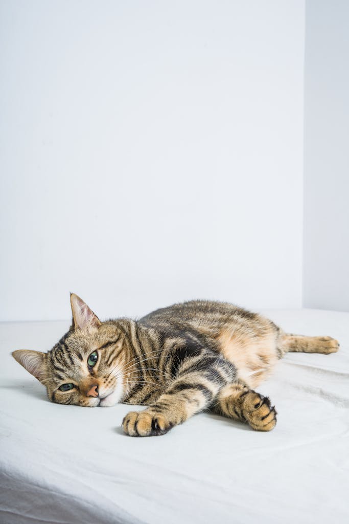 A peaceful tabby cat lying down on a white bed indoors, showcasing its relaxed demeanor.
