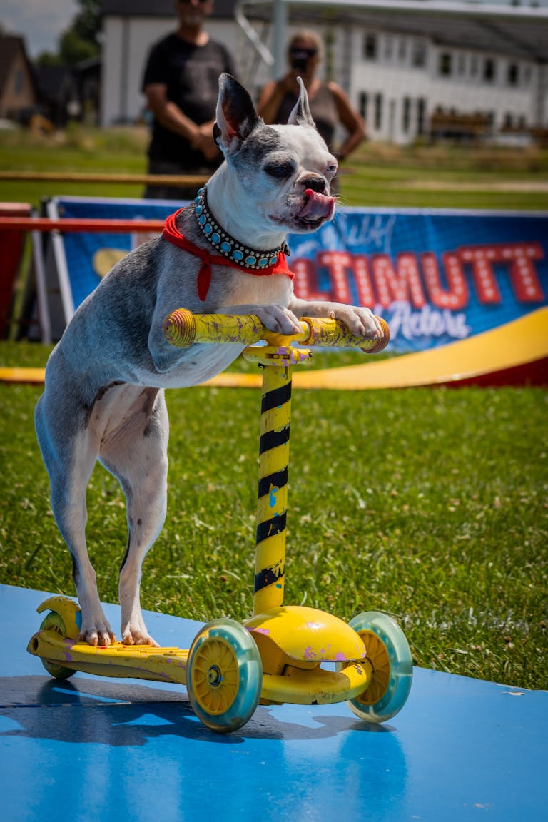 A playful dog riding a scooter on a sunny day, showcasing joy and agility.
