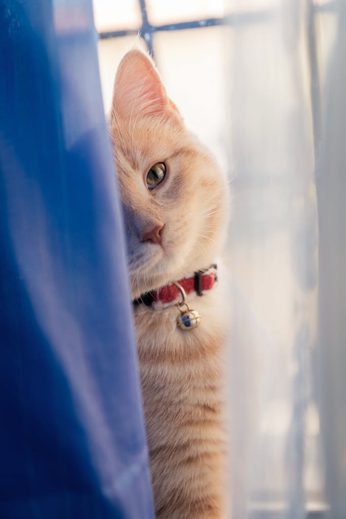 A playful tabby cat with a collar peers out from behind blue curtains, exuding curiosity.