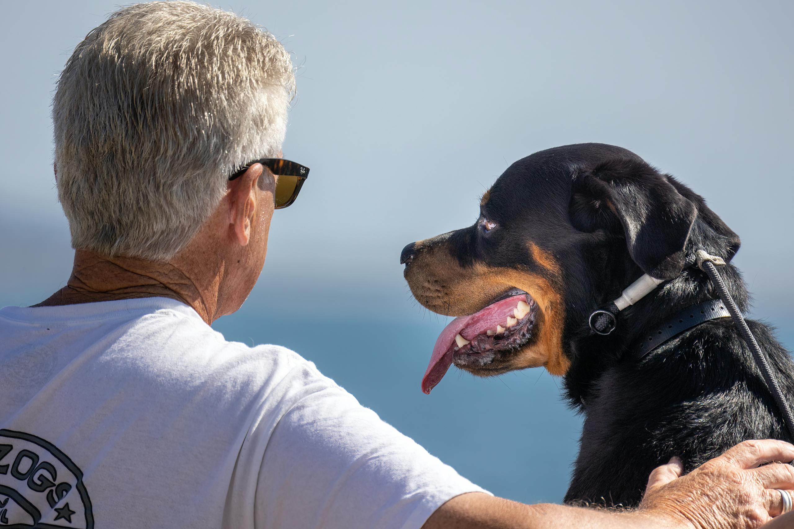 A senior man enjoying a sunny day at the beach with his loyal Rottweiler.