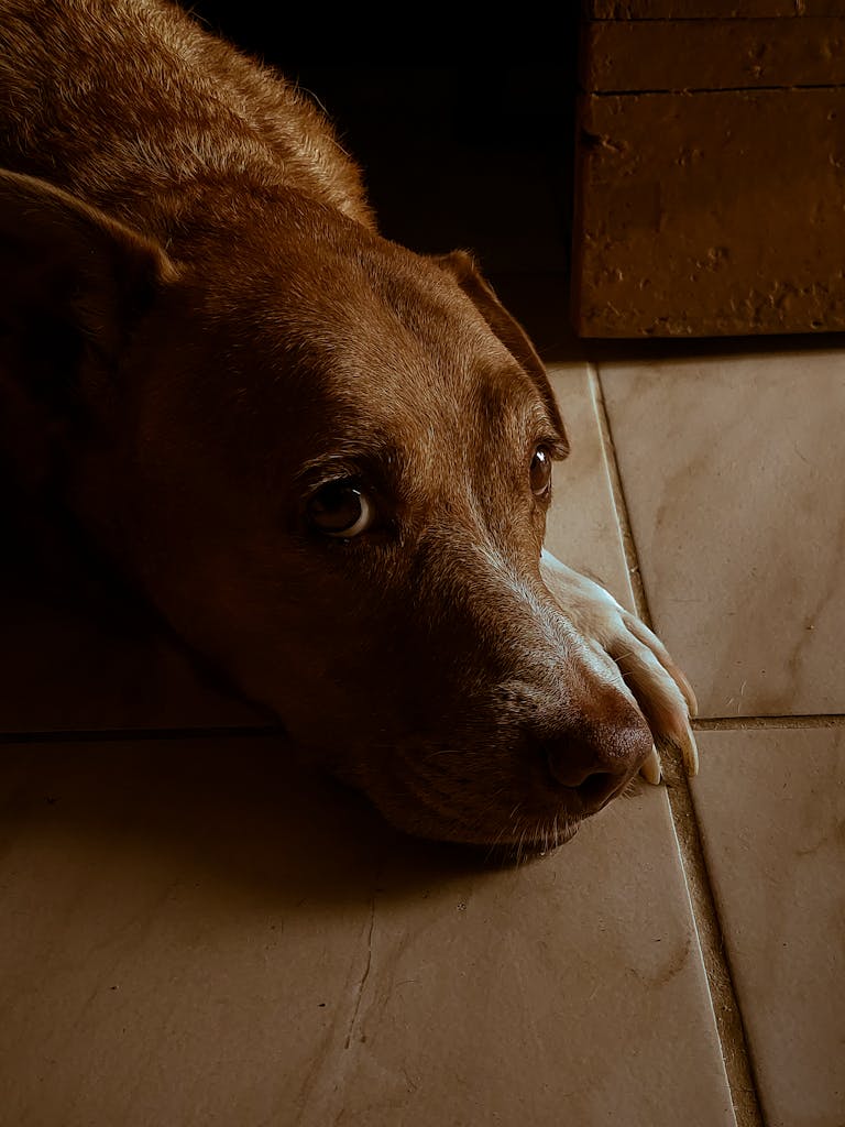 A serene brown dog lies on a tiled floor, embracing a calm indoor atmosphere.
