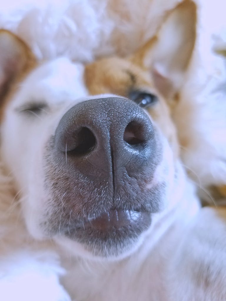 A serene close-up of a dog's nose with a soft focus effect, capturing its gentle expression.