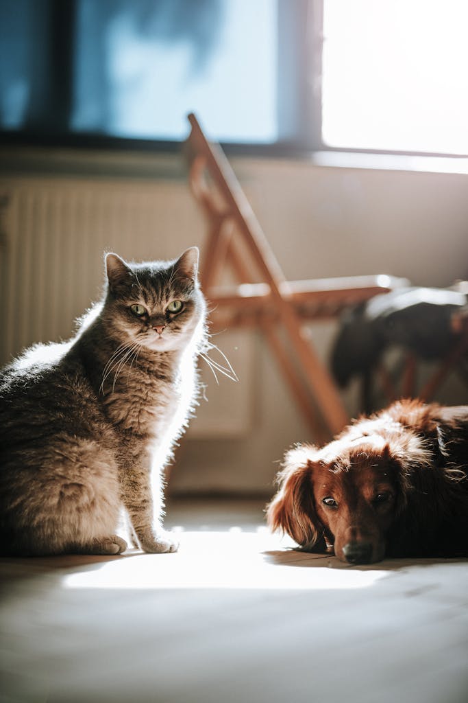 A serene photo of a cat and dog basking in sunlight indoors, creating a peaceful atmosphere.