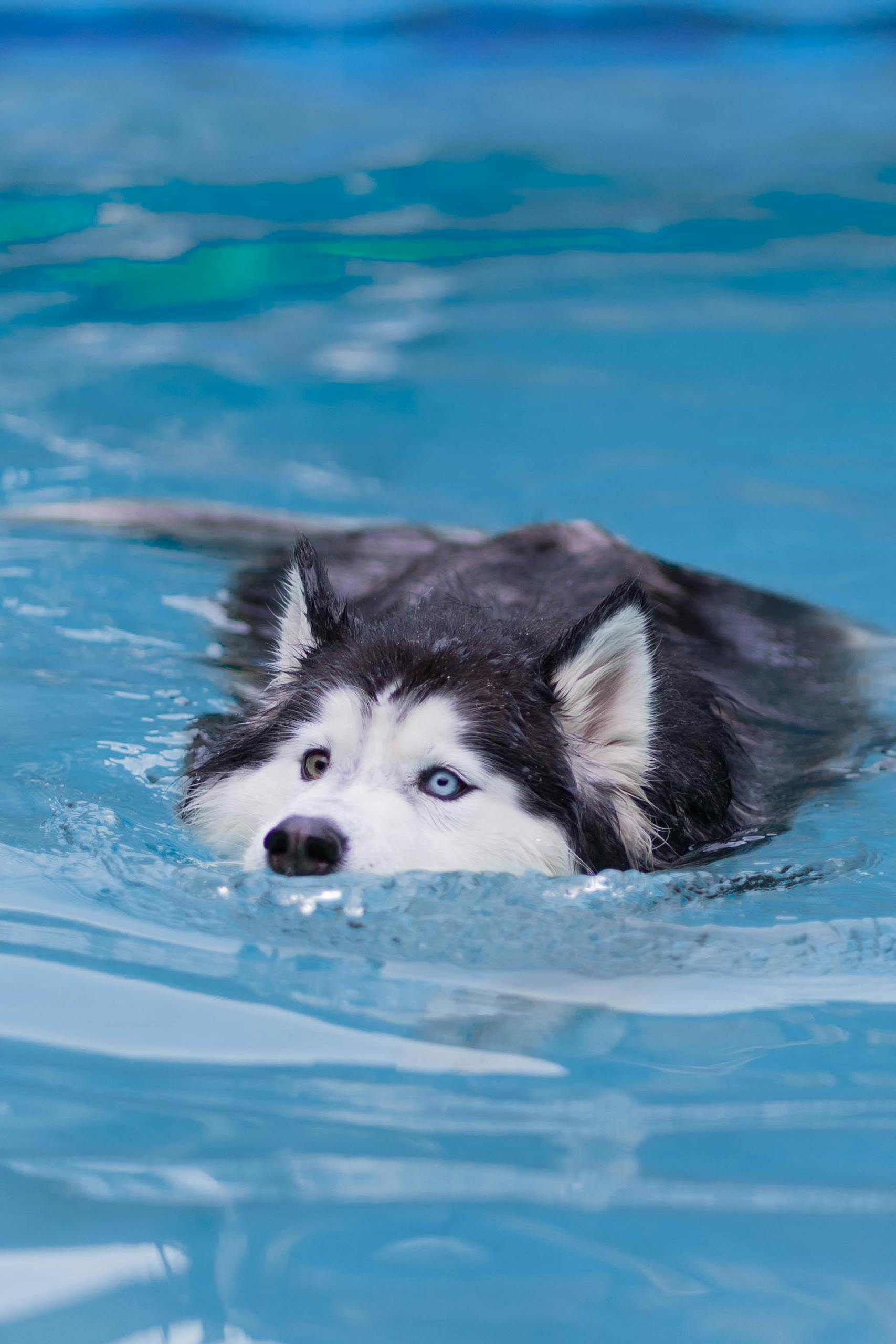 A Siberian Husky with blue eyes swimming in a tranquil pool, showcasing its aquatic skills.