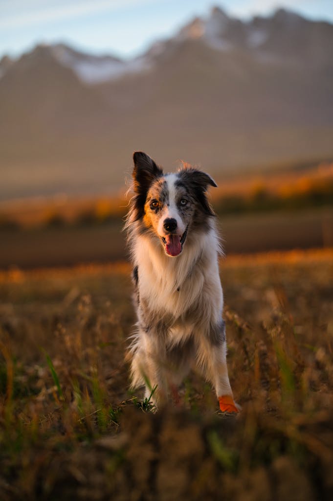 A vibrant Border Collie standing in a stunning outdoor mountain scene at sunset.
