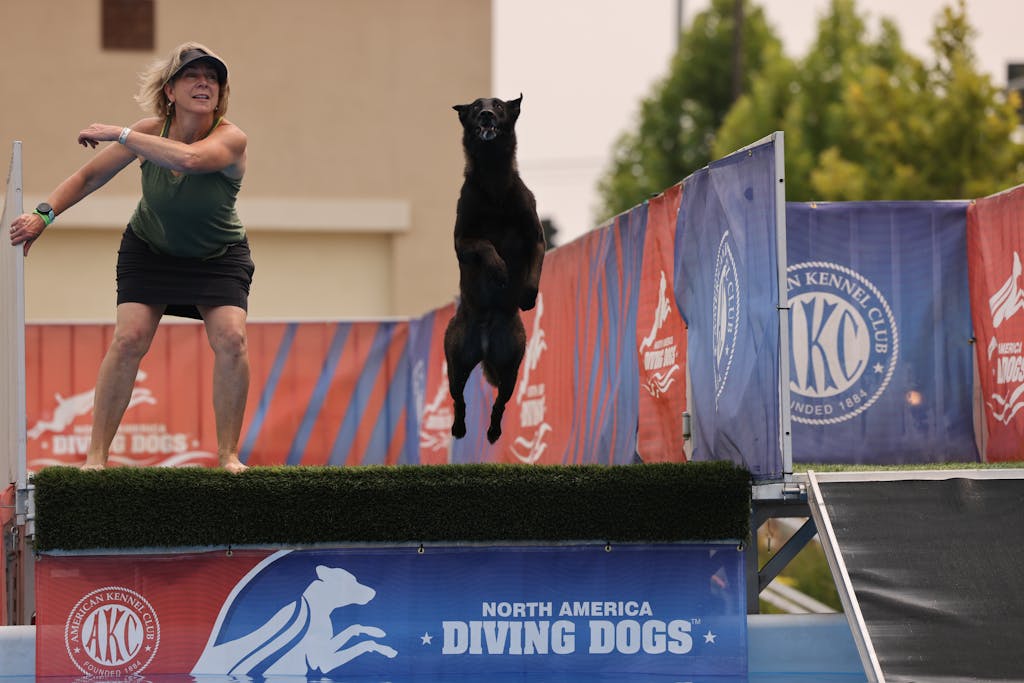 A woman guides a dog in an exciting diving competition, showcasing agility and teamwork.