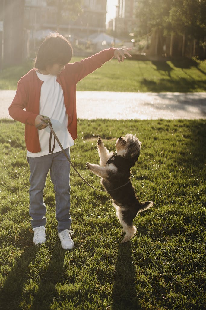 A young boy trains his Yorkshire Terrier dog in a sunlit park, capturing a playful moment.