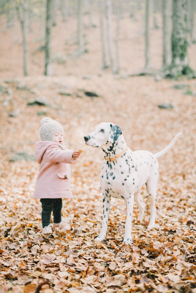 A young child interacts with a Dalmatian dog in a forest filled with autumn leaves.
